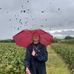 BLACKCURRANT harvest in herefordshire on blackcurrant day!