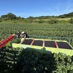 English Wine WEek and blackcurrant Harvesting