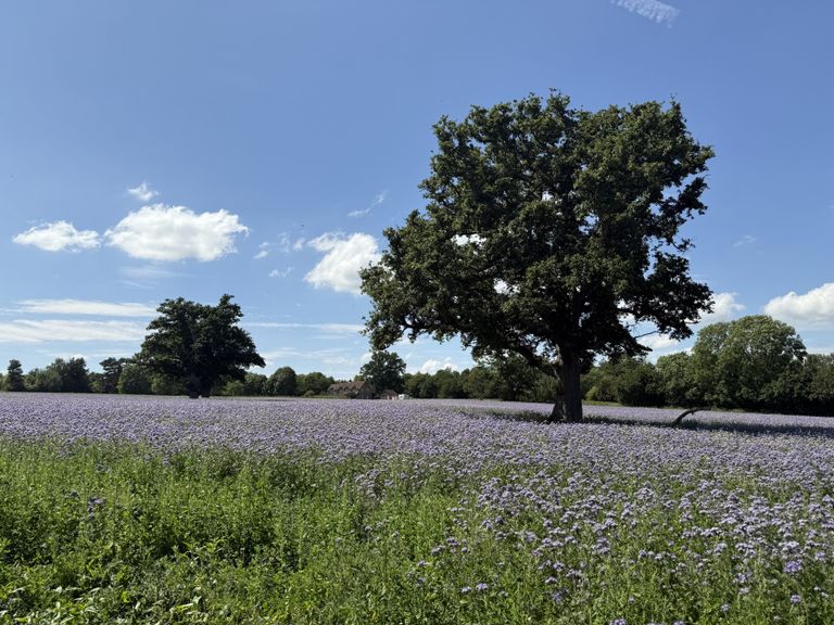 PURPLE FIELDS IN JULY