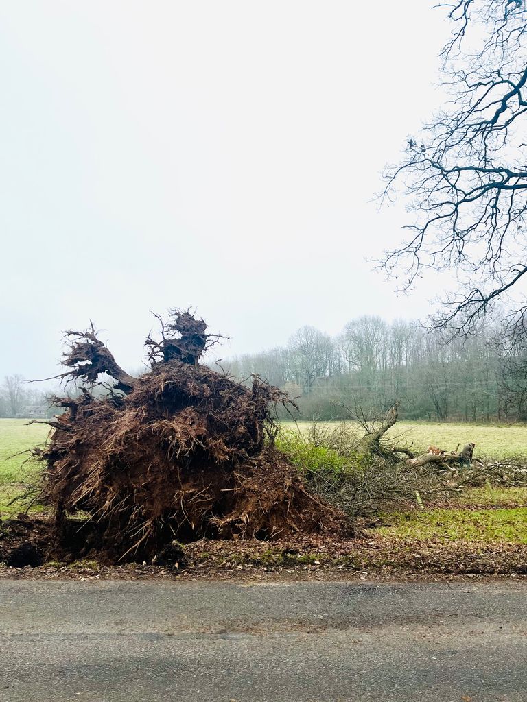 RAGING STORM DARRAGH – FALLEN OAK TREE