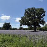 PURPLE FIELDS IN JULY