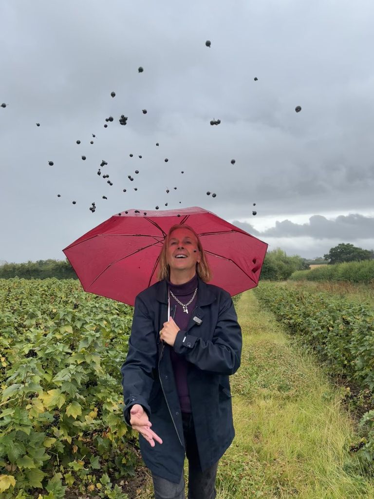 BLACKCURRANT harvest in herefordshire on blackcurrant day!