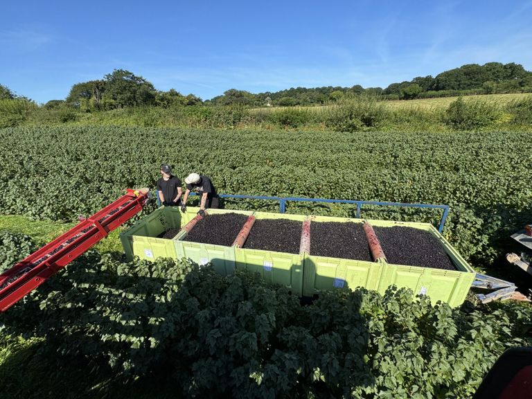 English Wine WEek and blackcurrant Harvesting